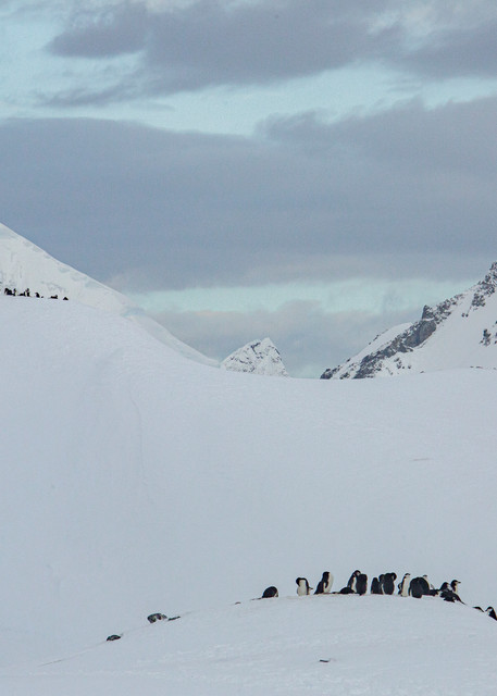 Penguins on parade, Orne Island | Nicki Geigert, Photographer