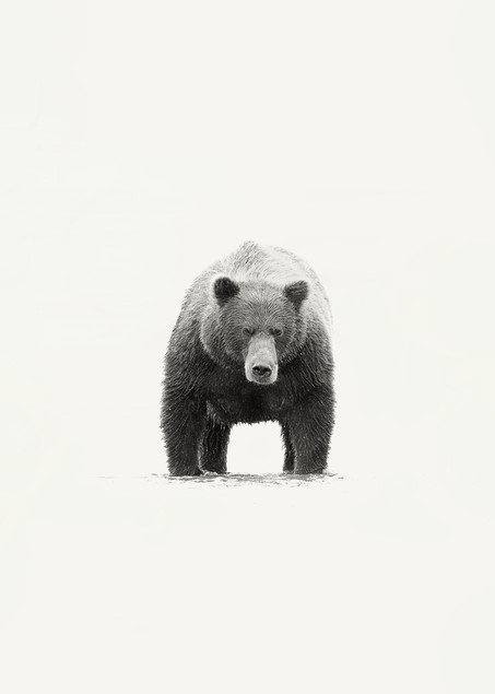 A powerful grizzly photo.