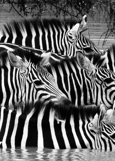 Wildlife photo of zebras in Africa: Shop prints/Jim Grossman Photos