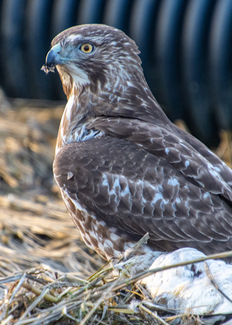A Cooper's Hawk On A Merganser Photography Art | The Colors of Chatham