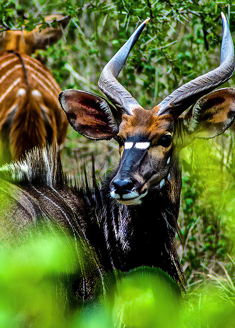 Wildlife Photo Prints/Jim Grossman Photography: Male Nyla, South Africa