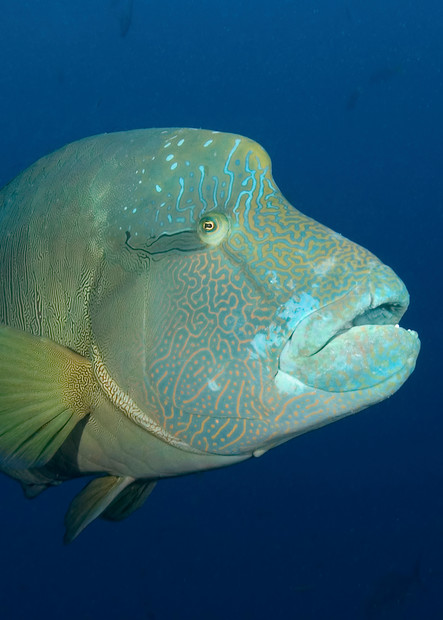 Stunning close-up of a napoleon wrasse.