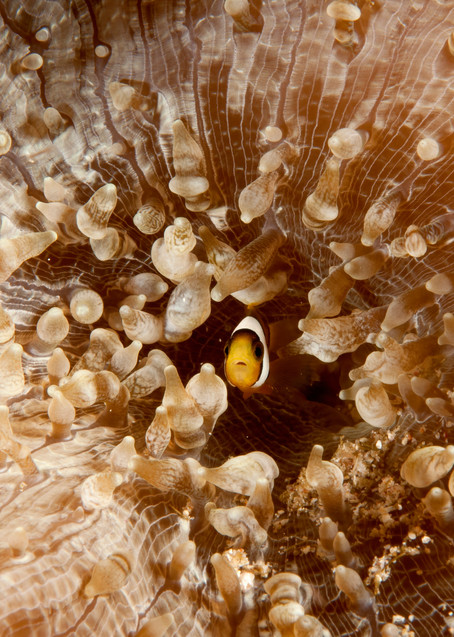 The cutest baby anemone fish photo.