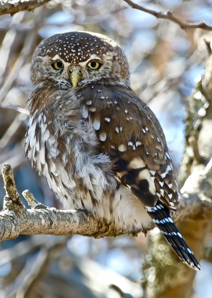 Wildlife Photo Prints: Pearl Spotted Owl, Africa/Jim Grossman Photography