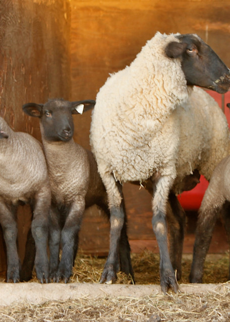 Mama lambs and babies. 