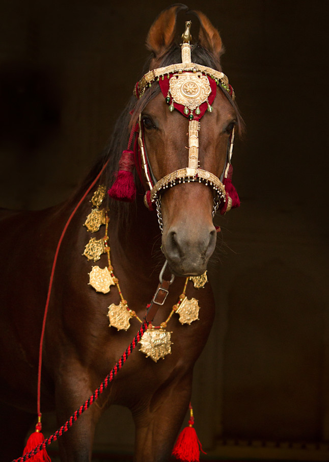 Decorated Marwari Horse