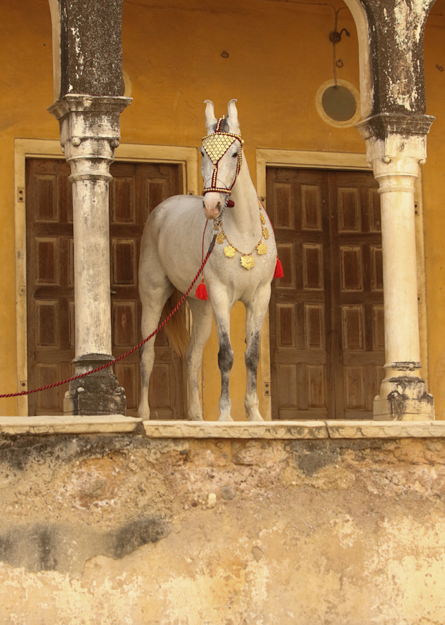 Decorated Gray Marwari Horse Print