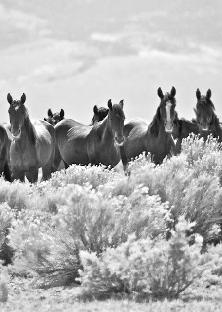 Wild horse herd in black and white print