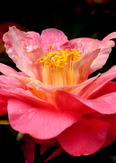 Red Camellia 2 Photography Art | Rick Gardner Photography