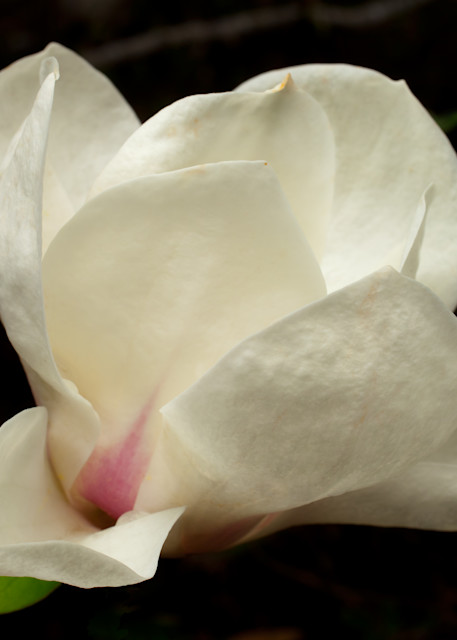 Magnolia Photography Art | Rick Gardner Photography
