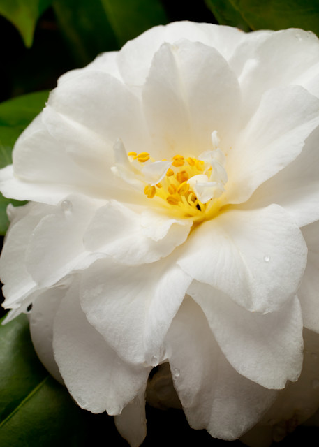 White Camellia Photography Art | Rick Gardner Photography