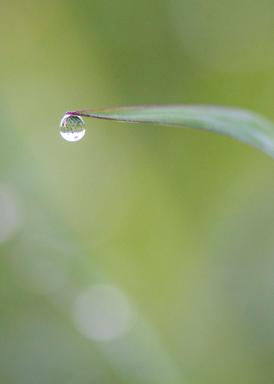 Droplet On Grass Photography Art | Photography by Desha