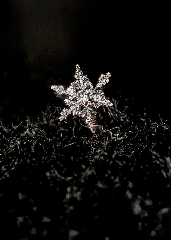 Snowflake! Photography Art | Photography by Desha