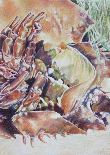 Horseshoe Crab  Art | ebaumeistermcintyre