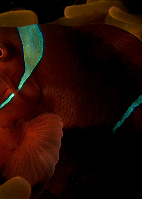 Gorgeous anemone fish photo
