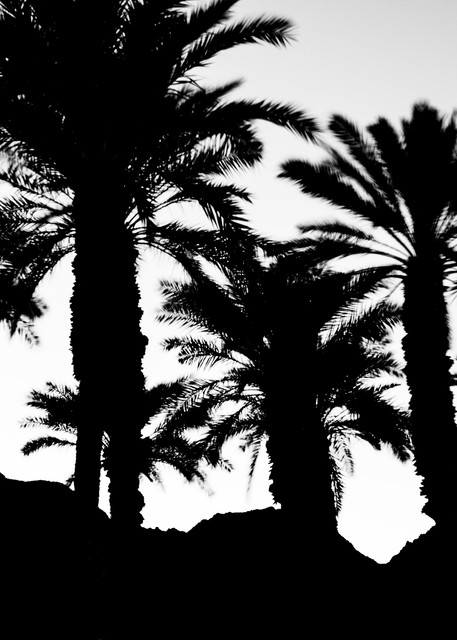 Black & White Landscape Photo: Desert Mts. & Palm Trees/Jim Grossman Photos