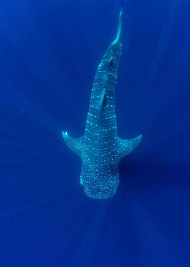 A beautiful whale shark photo.