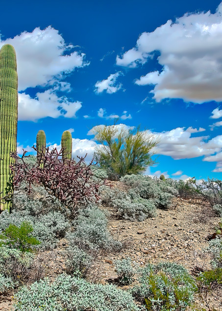 Landscape Photo Prints: Sonoran Desert Cacti/Jim Grossman Photography