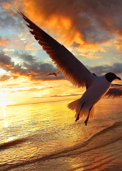 Laughing Gull At Sunset Art | Randy Johnson Art and Photography