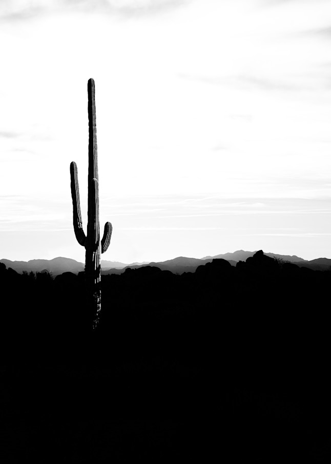Saguaro Silhouette - black and white cactus photograph print
