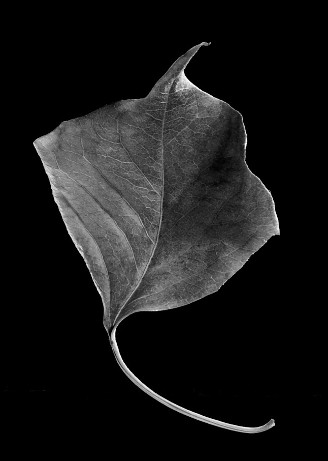 Chinese Tallow Leaf Photography Art | Rick Gardner Photography