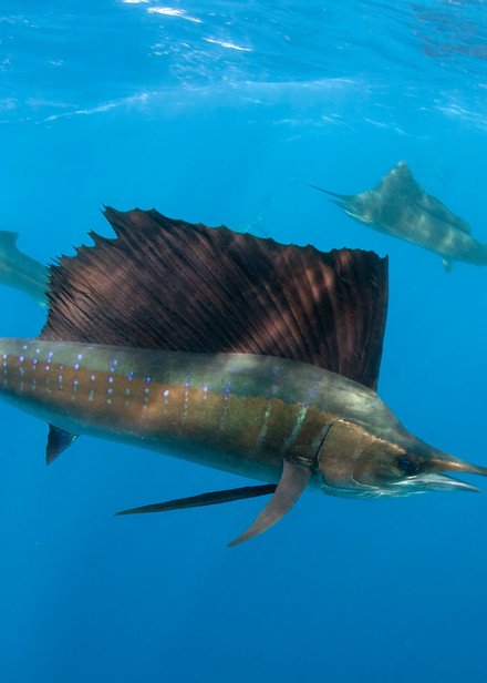 Awesome underwater photo of sailfish