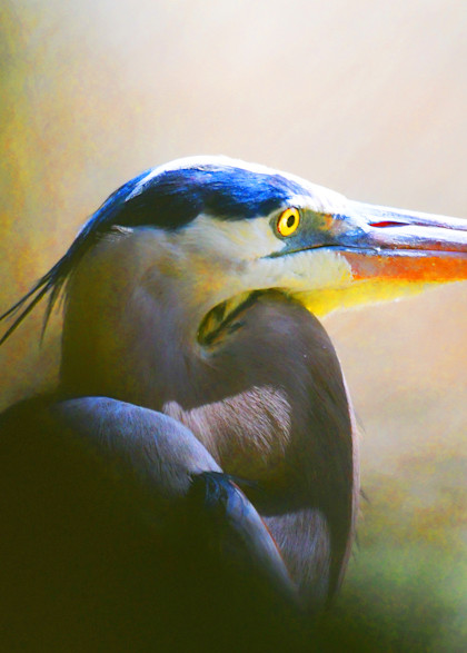 Great Blue Heron Through The Veil Art | Randy Johnson Art and Photography