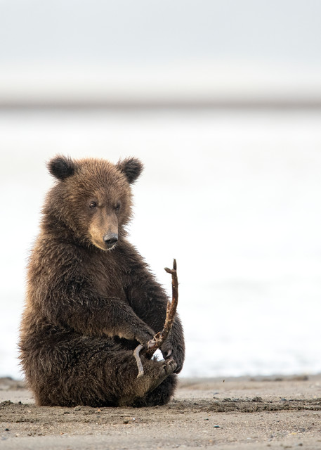 Awesome bear cub playing photo.