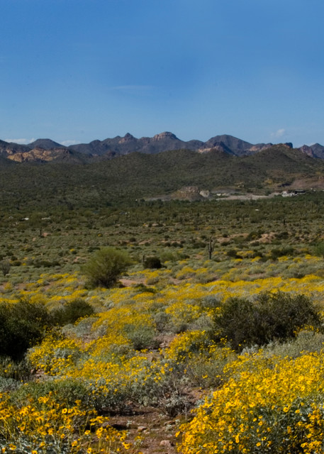 Single Saguaro Cactus amongst Brittlebrush | Arizona Spring Flowers