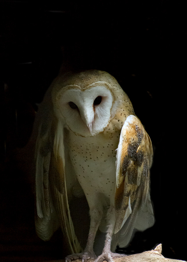 Angelic Owl  Photography Art | Great Wildlife Photos, LLC
