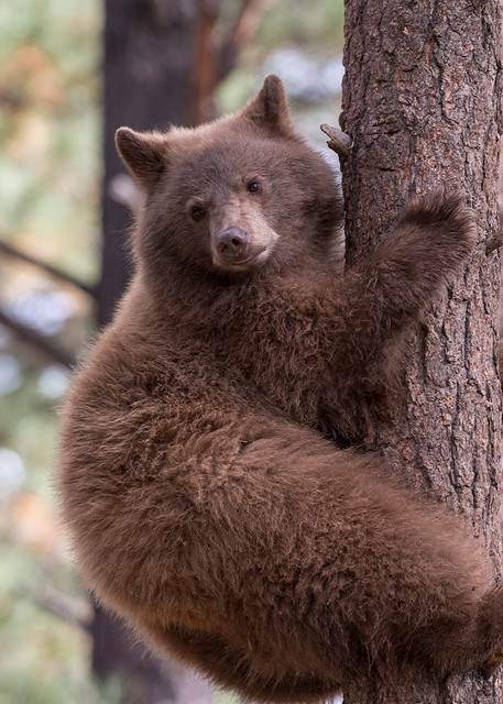 Black Bear Climbing  Photography Art | Great Wildlife Photos, LLC