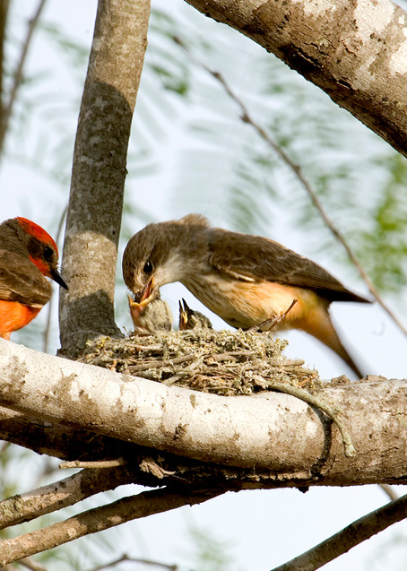 Vermillion Flycatchers Feeding Photography Art | Great Wildlife Photos, LLC