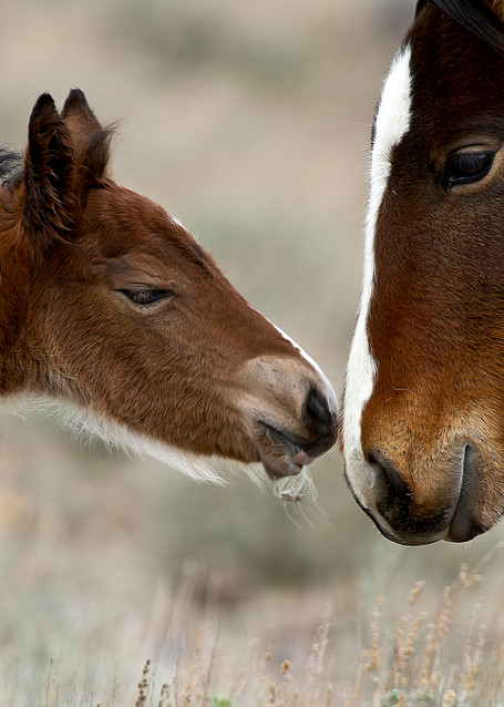 Newborns First Touch Photography Art | Great Wildlife Photos, LLC