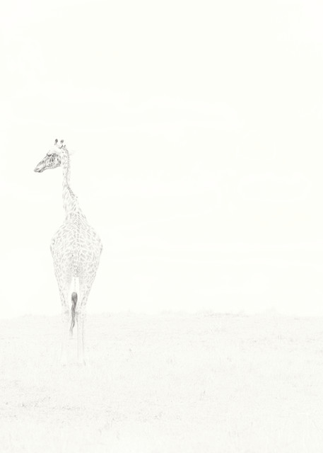 Stunning fine art print of a lone giraffe photo.