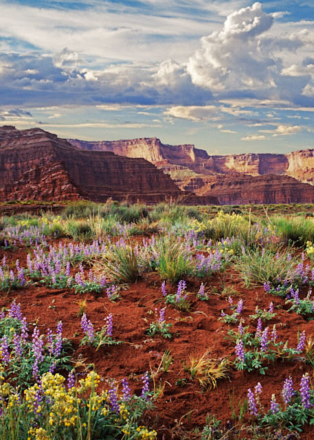 Lupines In Gooseberry Photography Art | Art in Nature