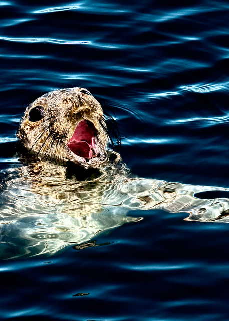 Lost Little Seal Photography Art | Pacific Coast Photo