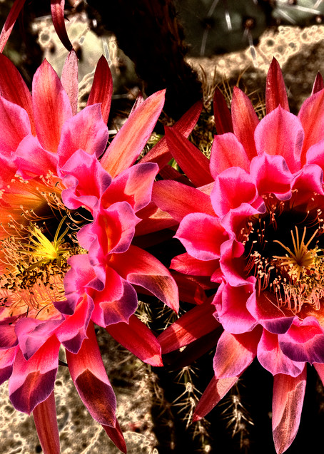Desert Wildflowers #3 Photography Art | Pacific Coast Photo