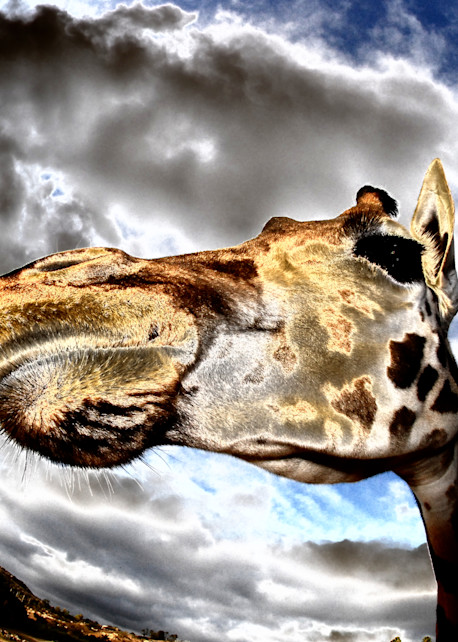 Giraffe Photography Art | Pacific Coast Photo