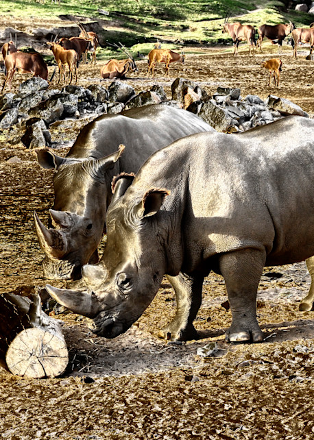 Rhinos At Play Photography Art | Pacific Coast Photo