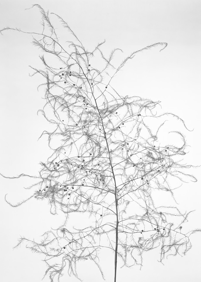 Late Season Asparagus Photography Art | Rick Gardner Photography
