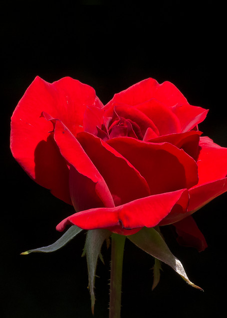 Red Rose In Evening Sun Photography Art | Great Wildlife Photos, LLC