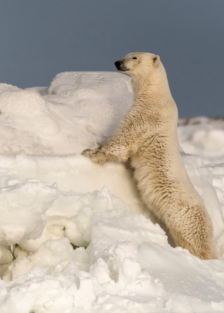 Polar Bear Looking Over Ice Flow Photography Art | Great Wildlife Photos, LLC