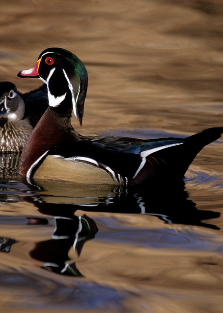 The Protector  (Wood Duck) Photography Art | Great Wildlife Photos, LLC