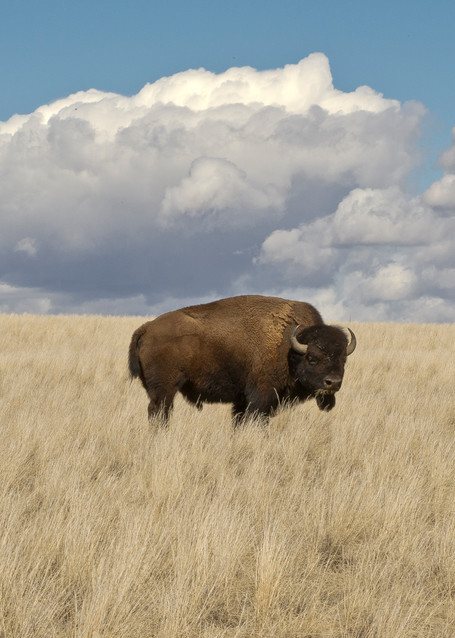 Bison Home On The Range Photography Art | Great Wildlife Photos, LLC