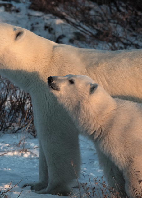Polar Bear Mom And Cub Closeup Photography Art | Great Wildlife Photos, LLC