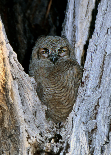 Owl Chick In Cottonwood  Photography Art | Great Wildlife Photos, LLC