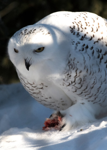 Snowy Owl Eating Photography Art | Great Wildlife Photos, LLC