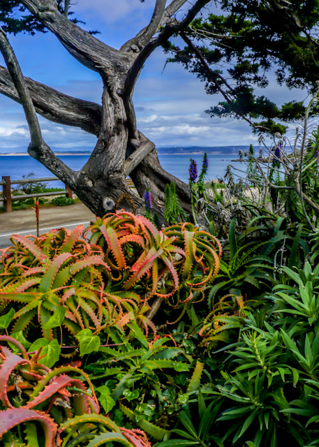 Beautiful Day @ Berwick Park, Pacific Grove Photography Art | Brad Wright Photography