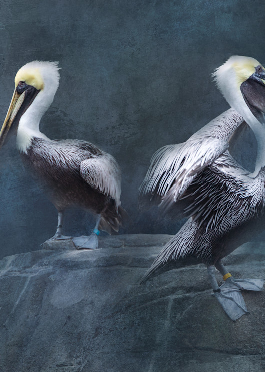 Brown Pelicans on Textured Background