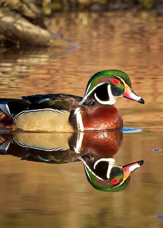 Male Wood Duck and Its Reflection